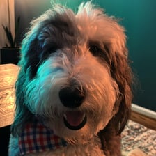 ruffothesheepadoodle