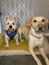 rescuewestie_crazydaisy