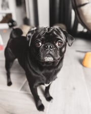 itsmefrenkiethepug