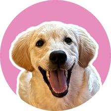 LucytheGoldenRetriever__