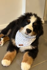 louisthebmd