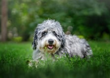 Itsleothebernedoodle