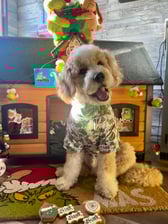 waylontheminigoldendoodle