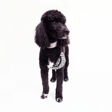 mitsithepoodle