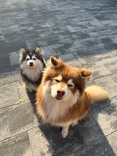 teampomsky