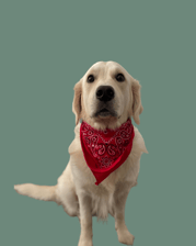 mosebunnytheenglishretriever