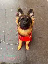 Czarlonghairgsd