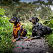 Pandora_and_nuke_duo_dobes