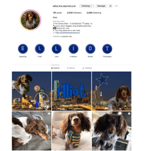 elliot.the.dachshund