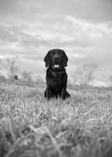 Joey_the_black_lab2024