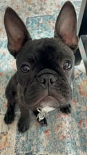 tanago_the_frenchie