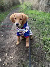 Caesartheretriever23