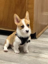 milocutestcorgi