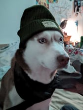 naku.husky