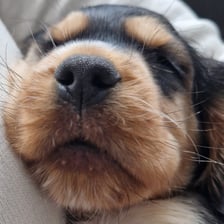 gino_thecockerspaniel_nl