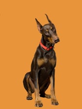 titothedoberman