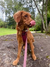 smiley.riley.the.golden