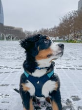 tommythebernese