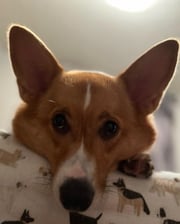 ramen_the_corgi