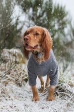 Casperthefriendlycocker