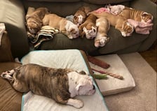 Trudy’s bullbabies