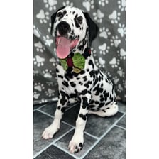 dalmatian_pongo__