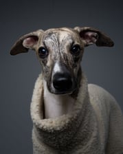 HicksTheWhippet