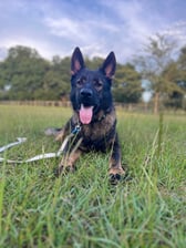 hachi_the_gentle_giant_ugc