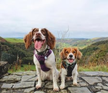 lifewithroryandwillow