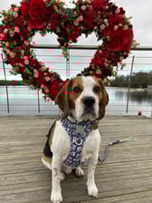 beagle_dexter_17