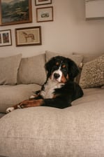 bernese_sansa