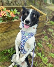 bodgerthecollieflower