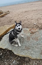 My_Husky_Shakti