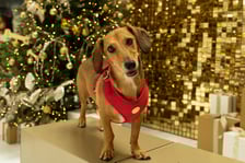 sichatheminidachshund