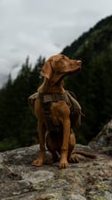 jazz.thevizsla
