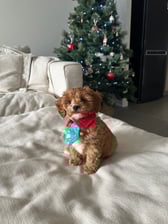 romancavoodle