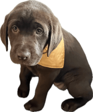 Birdie.chocolate.lab