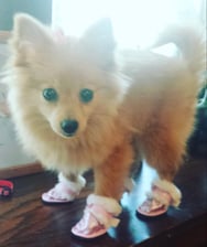 Fancithepom
