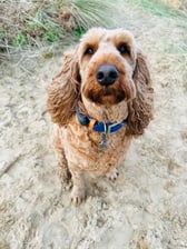 @rusty_theirishdoodle