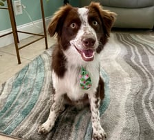 cody_the_aussiedoodle