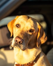 autumn_the_awesome_labrador