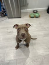 Lokithestinkystaffypup