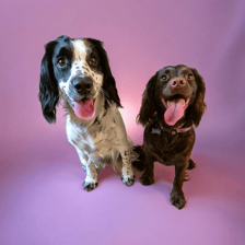 belleandlottiethespaniels