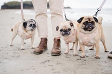 @PENZANCEPUGS