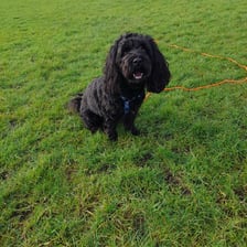 Sully_the_cavapoochon