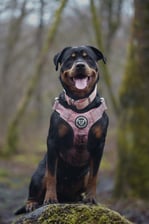 kylie.the.rottweiler