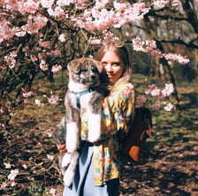 shiba_akita_yukiryuu