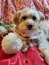 Bambi.shelter.to.helper