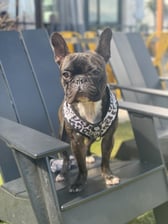 princelouis.the.frenchie