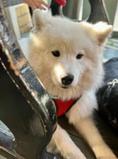 fluffy_ciri